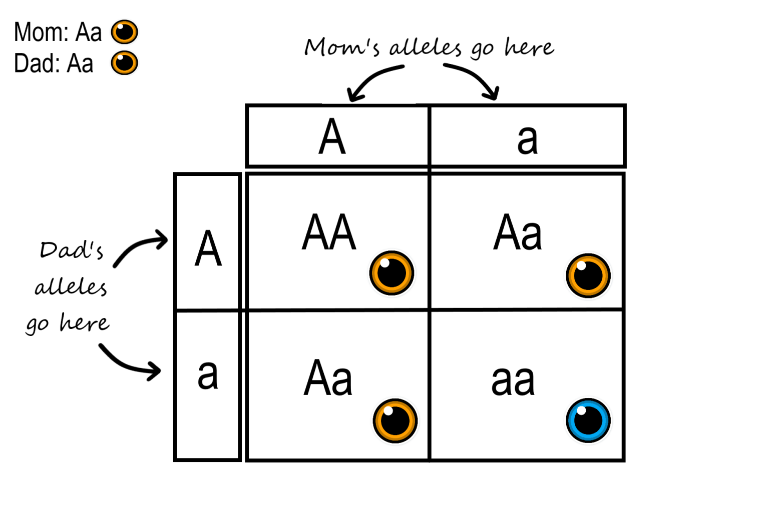 Mendelian Inheritance Human Biology Capilanou