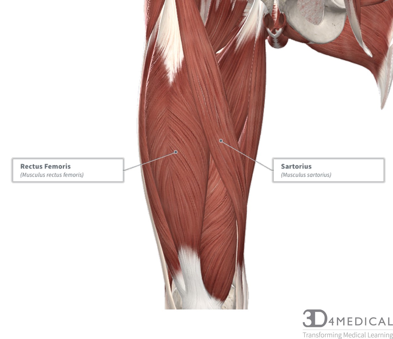 Quadriceps Femoris Muscle Anatomy Britannica
