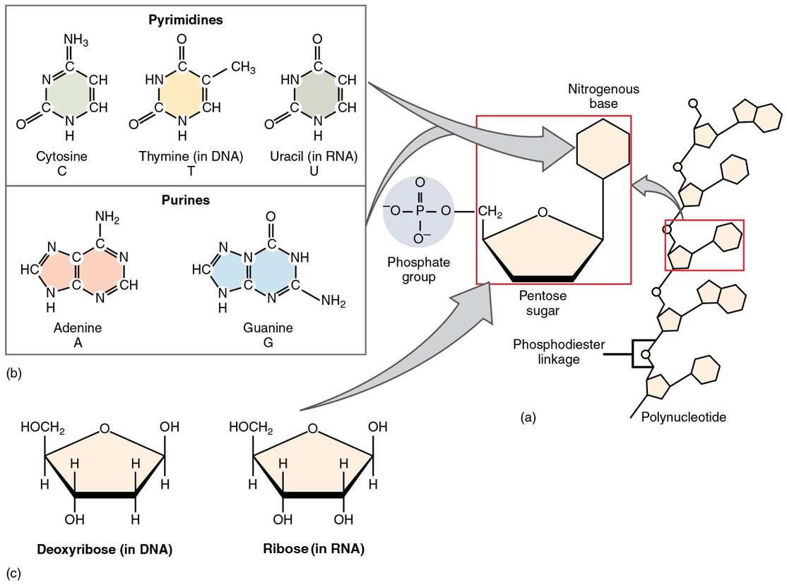 Unit Biochemistry Douglas College Human Anatomy Physiology I