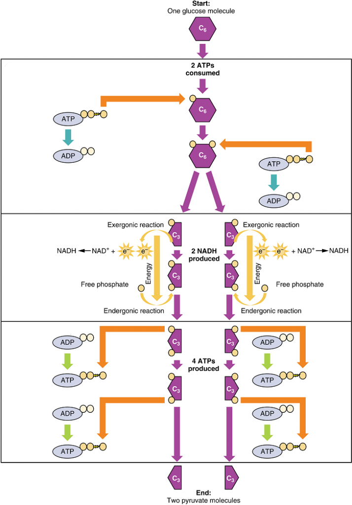 Unit Cellular Respiration And Energy Metabolism Douglas College