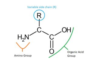 A molecule with structures, from left to right: NH2, C with an R side group, C with a double bond to O and a single bond to an OH. The NH2 is labelled as amino group and the COOH is labelled as organic acid group. The R is labelled as variable side chain.