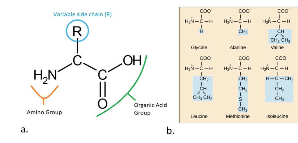 The left side image is a molecule with structures from left to right: NH2, C with an R side group, C with a double bond to O and a single bond to an OH. The NH2 is labelled as amino group and the COOH is labelled as organic acid group. The R is labelled as variable side chain. The right side image is a table showing the chemical structure of 6 different amino acids with the same base structure as above but 6 different chemical groups replacing the R-groups. The simplest R-group is a single H atom.