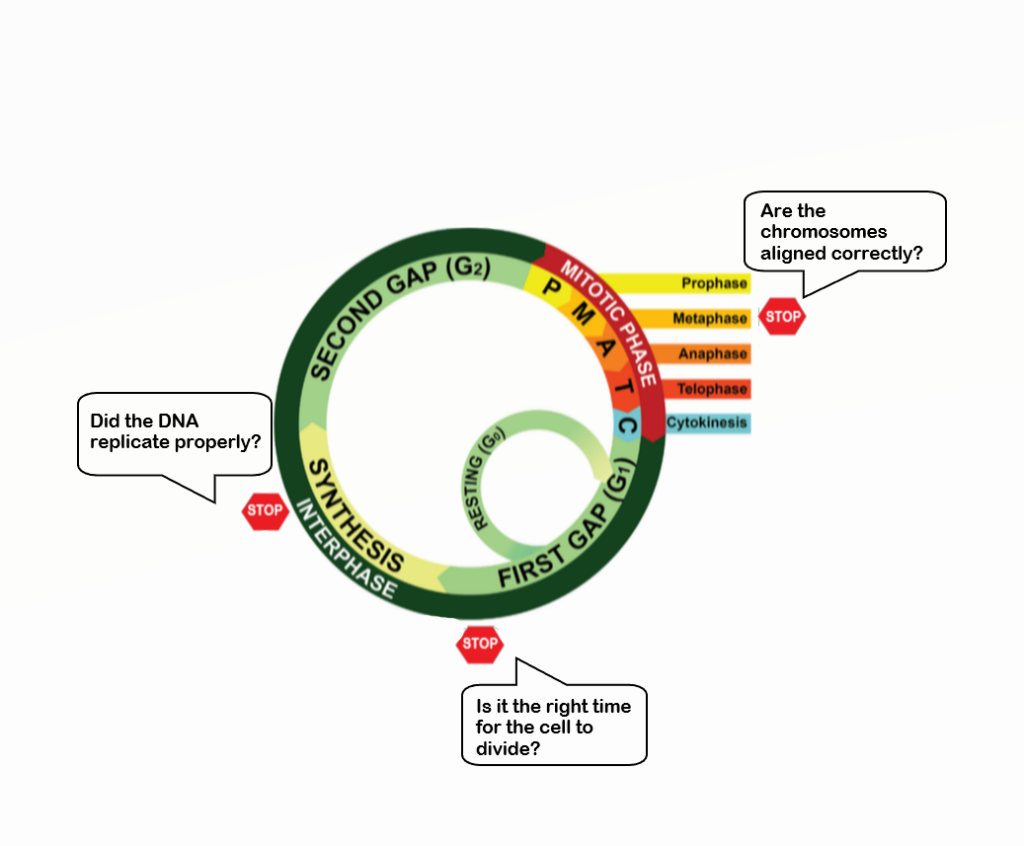 Image shows the same diagram of the cell cycle as the previous image. It adds three stop points with a question at each:  at metaphase 'are the chromosomes aligned correctly?' and the end of First Gap 'is it the right time for the cell to divide?' and at the end of Interphase 'did the DNA replicate properly?'