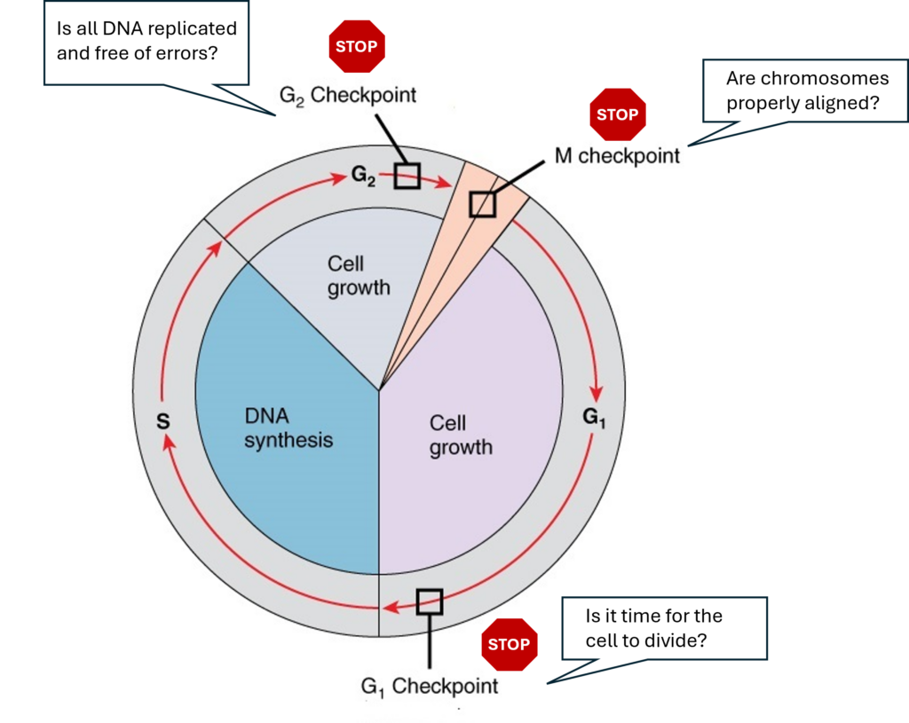 Image shows the same diagram of the cell cycle as the previous image. It adds three stop points with a question at each: at metaphase 'are the chromosomes aligned correctly?' and the end of First Gap 'is it the right time for the cell to divide?' and toward the end of G2 'did the DNA replicate properly?'