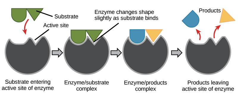 Image in 4 parts-each part shows a round shape with an irregular upper surface-the shape is an enzyme and the irregular surface is labelled as the active site. To the upper surface is a model of a substrate which matches like a puzzle piece to the irregular surface of the enzyme.
