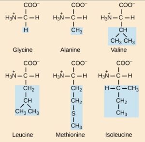 Chemical structure of 6 different amino acids showing structure of the R-groups. The simplest R-group shown is a single H-atom