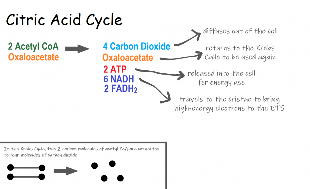 Image shows a diagram of the reactants and products of the Citric Acid Cycle. Two molecules of acetyl CoA are converted to 4 carbon dioxide which are released as cellular waste, 2 ATP which are used in the cell for energy, and 6 NADH and 2 FADH2, both of which travel to the ETS.