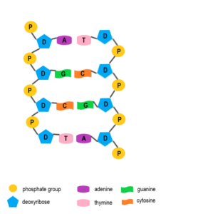 Image shows a diagram of DNA in which the two strands run antiparallel to one another. This means that the nucleotides in the left-hand strand are oriented with the phosphate group in the "up" position, but in the right-hand strand the phosphate group is oriented in the "down" position.