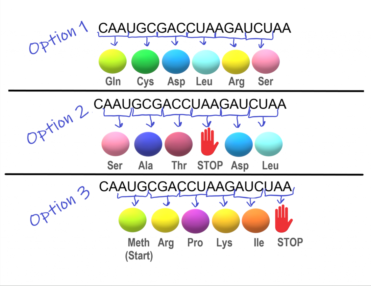 5.6 Genetic Code – Human Biology – CapilanoU