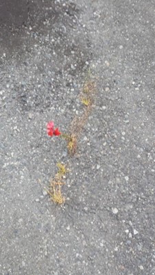 Sample image used in Photovoice workshop showing an ambiguous and visually sparse image of a paved surface with what may be a red flower growing from between the cracks