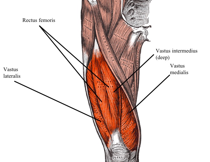 Quadriceps femoris мышца