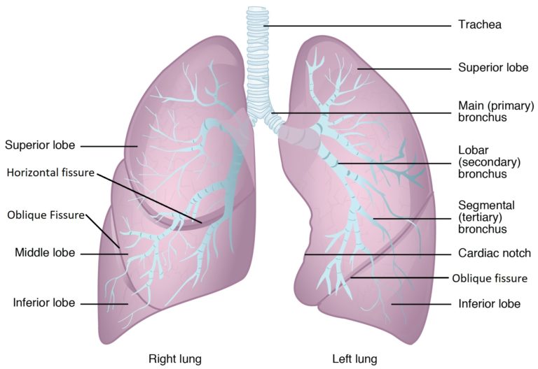 Organs and Special Regions – Advanced Anatomy 2nd. Ed.