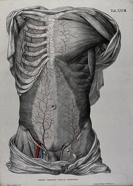 Anatomical Position: Definitions and Illustrations