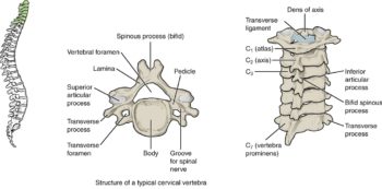 Bones – Advanced Anatomy 2nd. Ed.