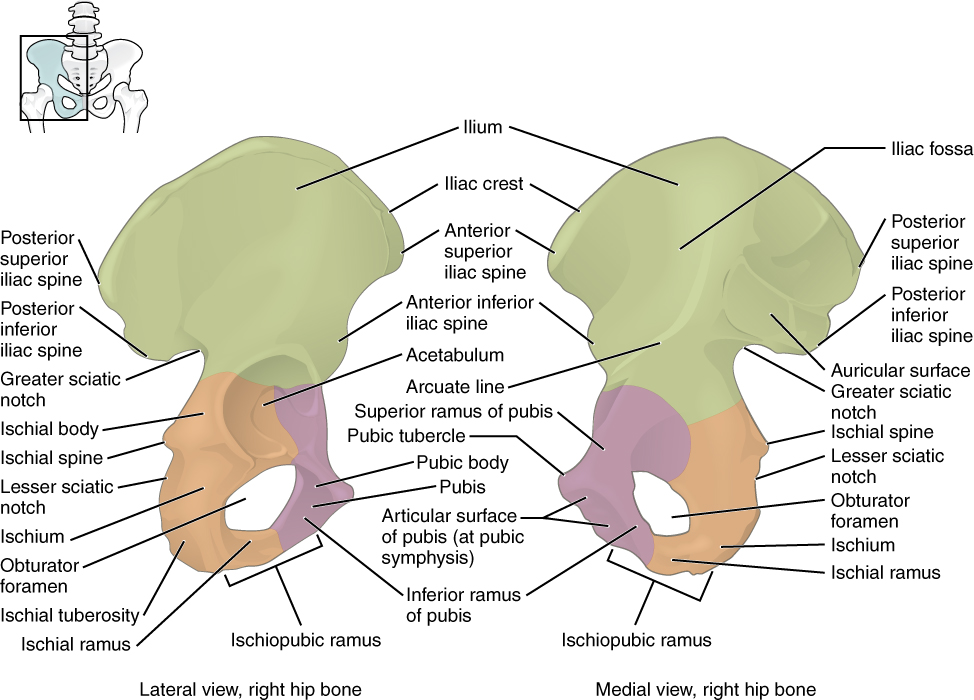 pelvic-girdle-coxal-bones-anatomy-earth-s-lab