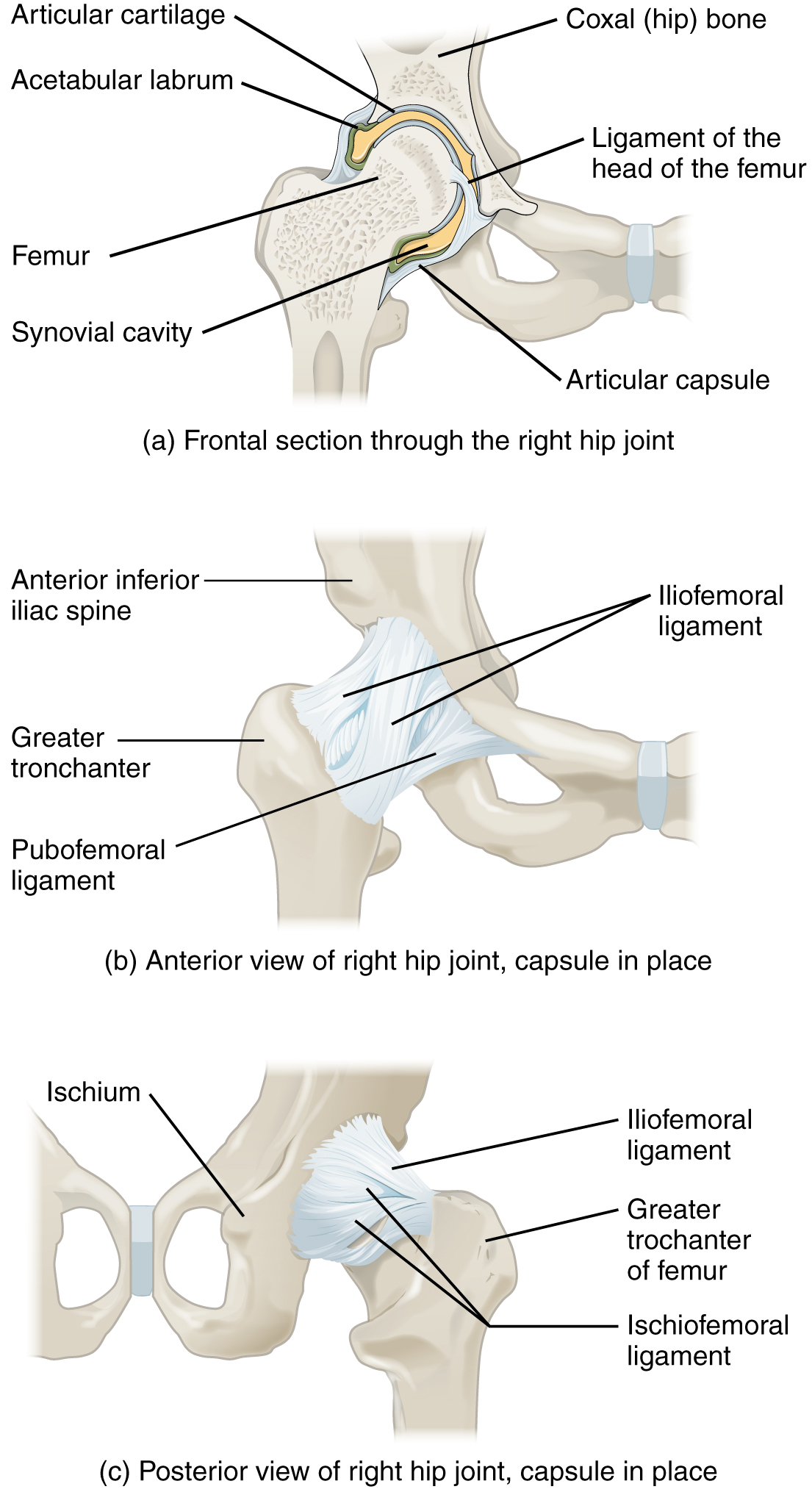 Anatomical Position – Advanced Anatomy 2nd. Ed.