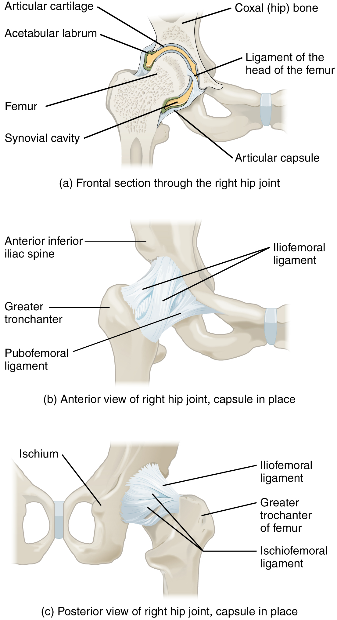 Anatomy of the Hip Joint, Hip Bones, Ligaments, Muscles