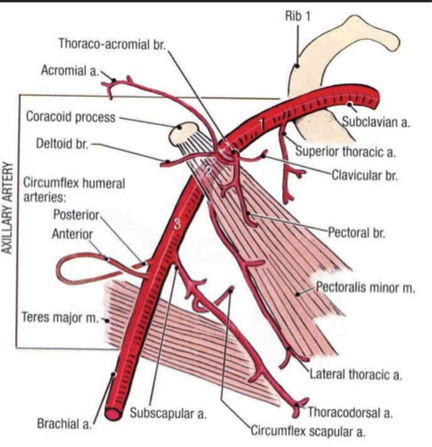 subclavian artery axillary artery