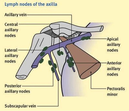 suspensory ligament of axilla
