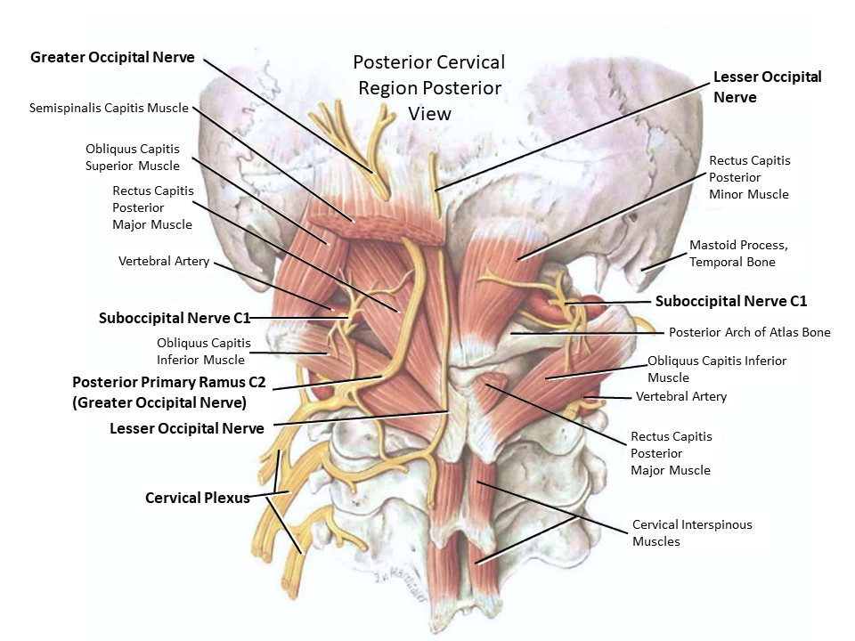 Neck, Vertebrae, Muscles, Nerves