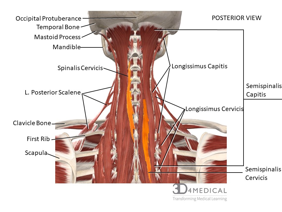 Muscles Advanced Anatomy 2nd Ed