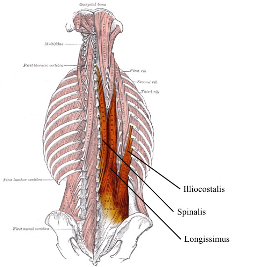 Anatomical Position – Advanced Anatomy 2nd. Ed.