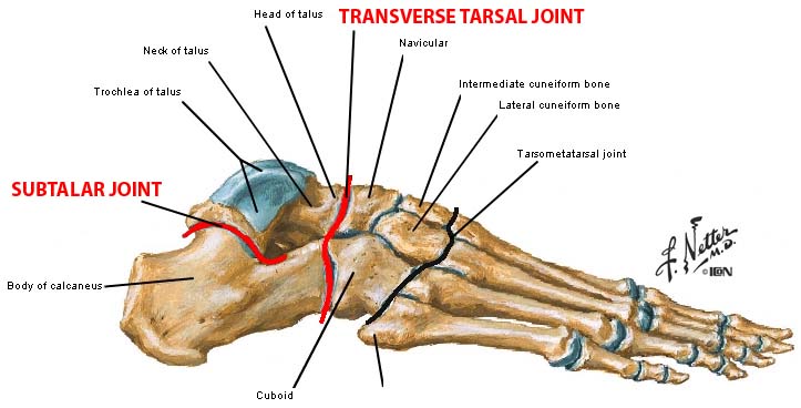 Transverse Tarsal Joint