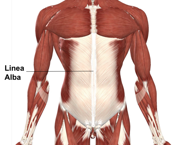 Белая линия живота это. Linea Alba (белая линия живота). Linea Alba abdominis. Белая линия живота (linea Alba) проецируется. Белая линия живота анатомия.