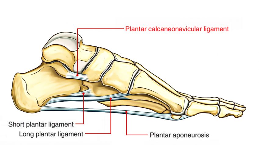 bottom of foot diagram tendons