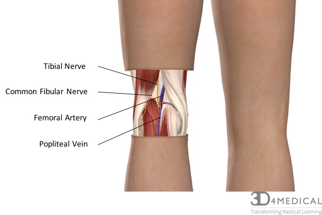 tibial tuberosity surface anatomy