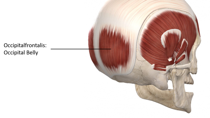 posterior skull anatomy