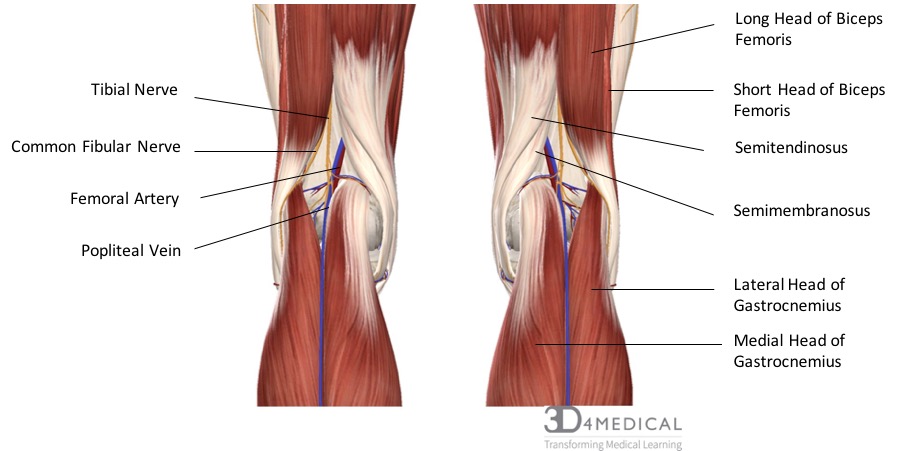 human-anatomy-showing-deep-muscles-in-canvas-art-stocktrek-images