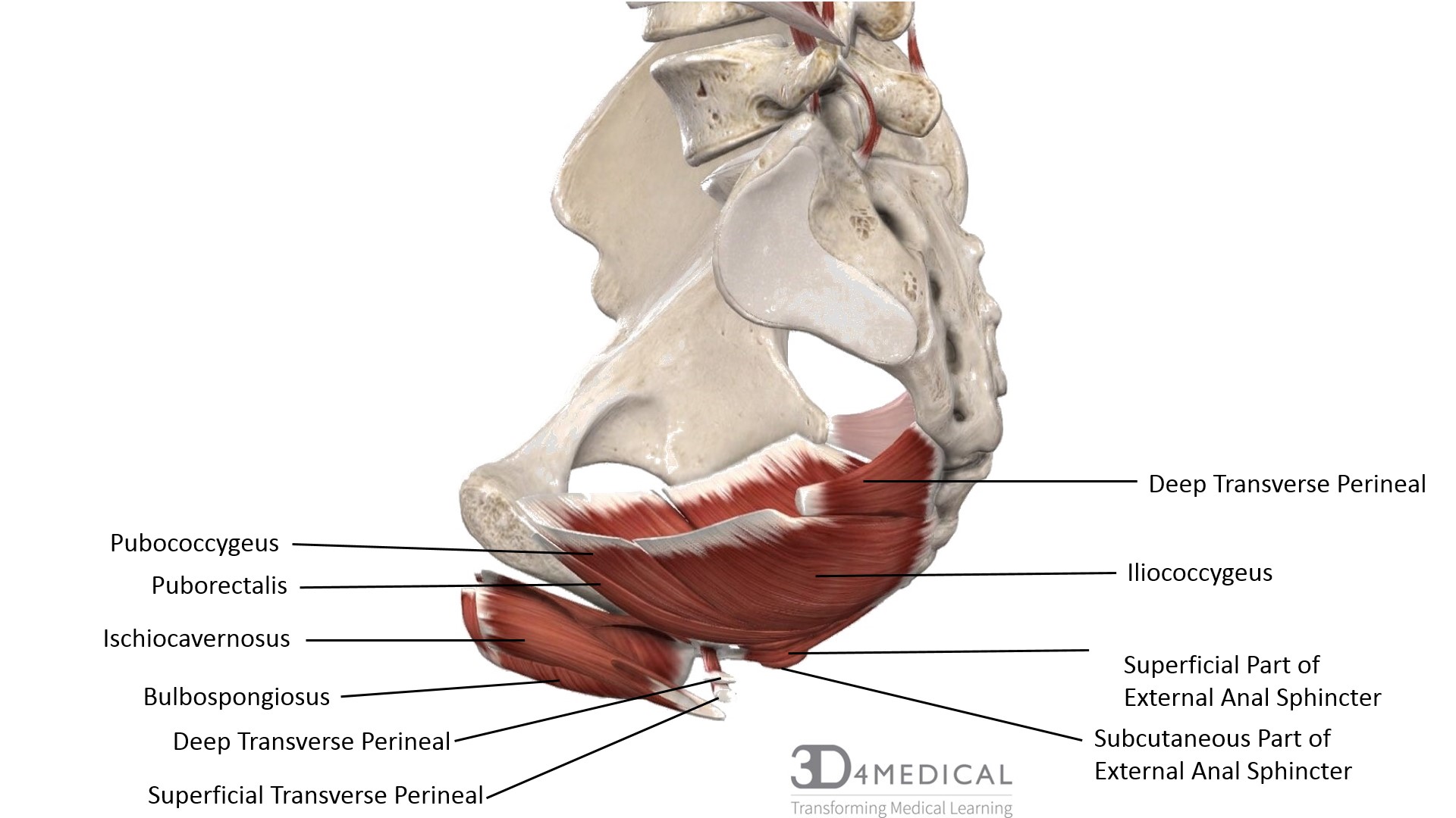 Bulbospongiosus Cadaver Bulbospongiosus Cadaver