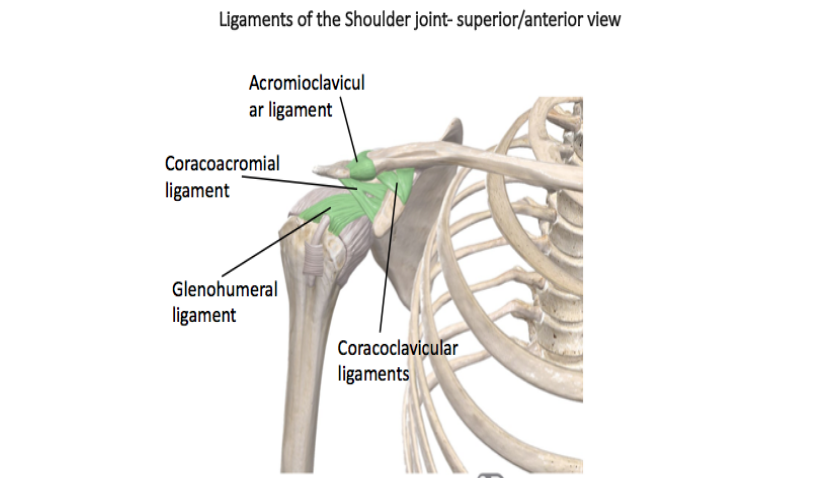 Shoulder Joint Anatomy: Overview, Gross Anatomy, Microscopic Anatomy