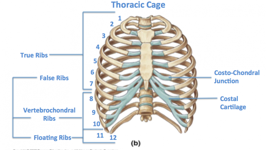 Enclosed by ribs which starts from the vertebral column at the back... 