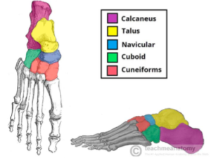 The Penis - Structure - Muscles - Innervation - TeachMeAnatomy