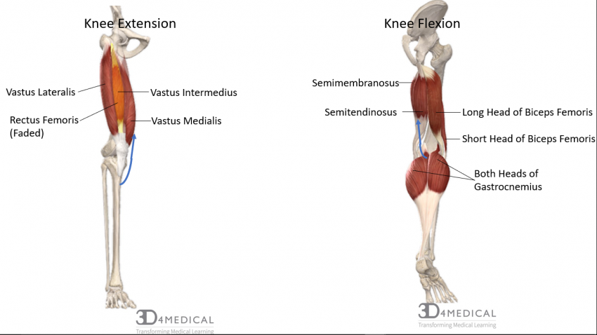 Joints, Ligaments and Connective Tissues – Advanced ... the muscles around knee diagram 