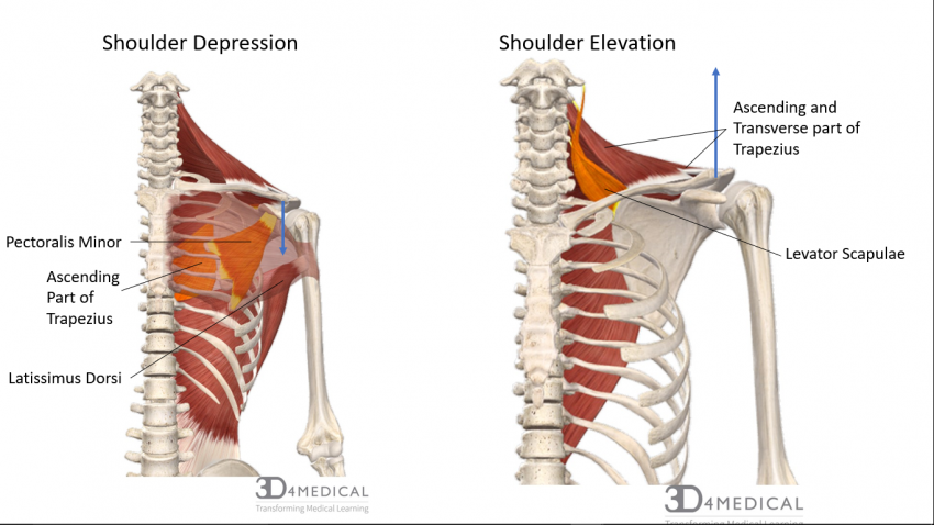 shoulder depression
