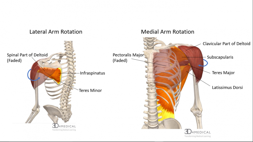 Muscles Advanced Anatomy 2nd Ed