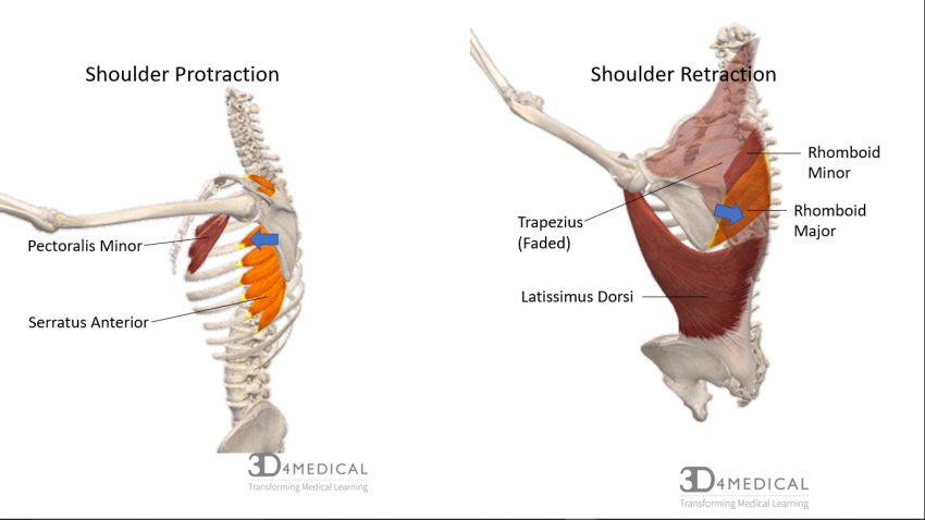shoulder flexion muscles