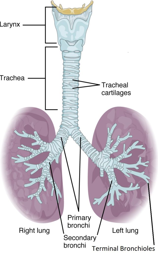 Organs And Special Regions – Advanced Anatomy 2nd. Ed.