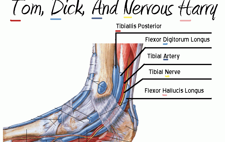 bottom of foot diagram tendons