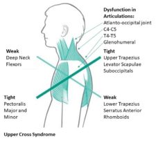 Clinical Conditions – Advanced Anatomy 2nd. Ed.