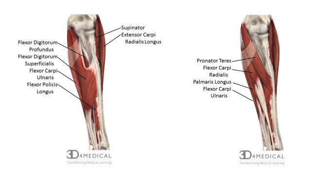 Muscle Anatomy Of The Arm