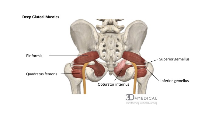 6+ Gluteal Muscles Diagram