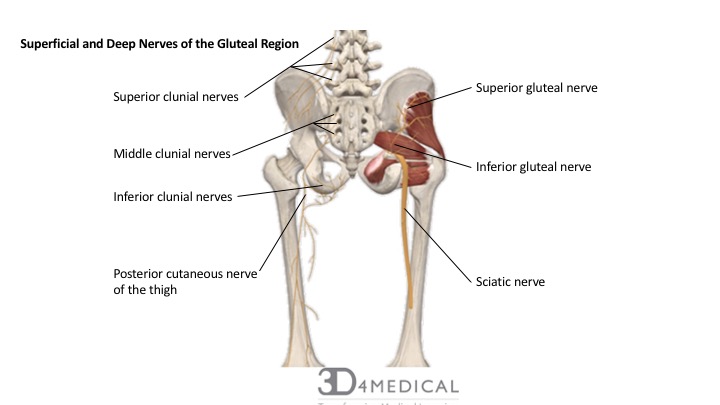 superior gluteal nerve model