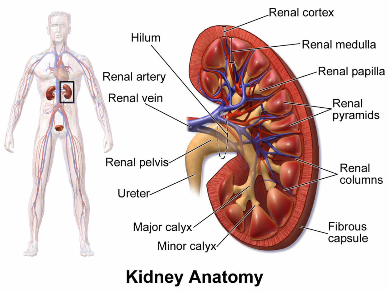 Male Urethra Anatomy: Overview, Gross Anatomy, Microscopic Anatomy