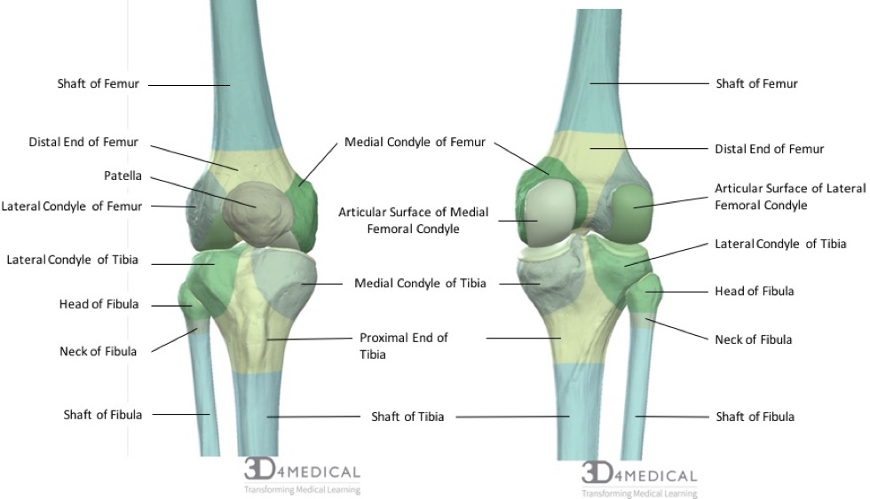 Anatomy Anterior Thigh Medial Thigh And Knee Joint At