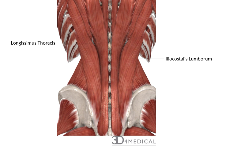 lumbar muscles