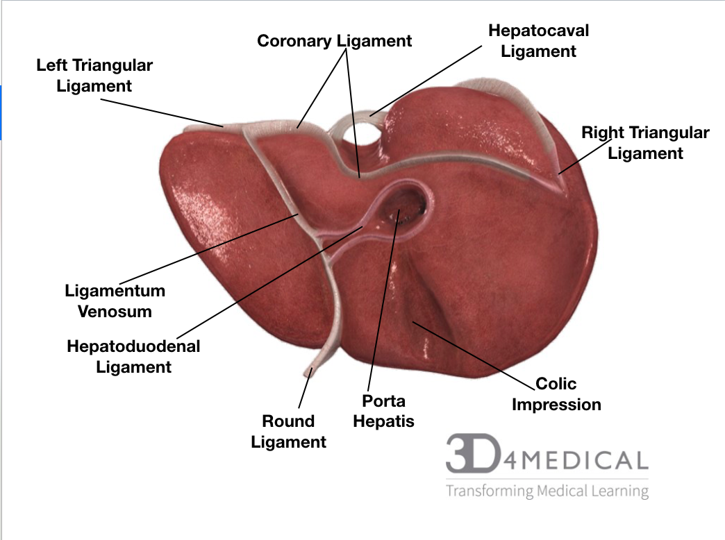 Visceral Organs Advanced Anatomy 2nd Ed 